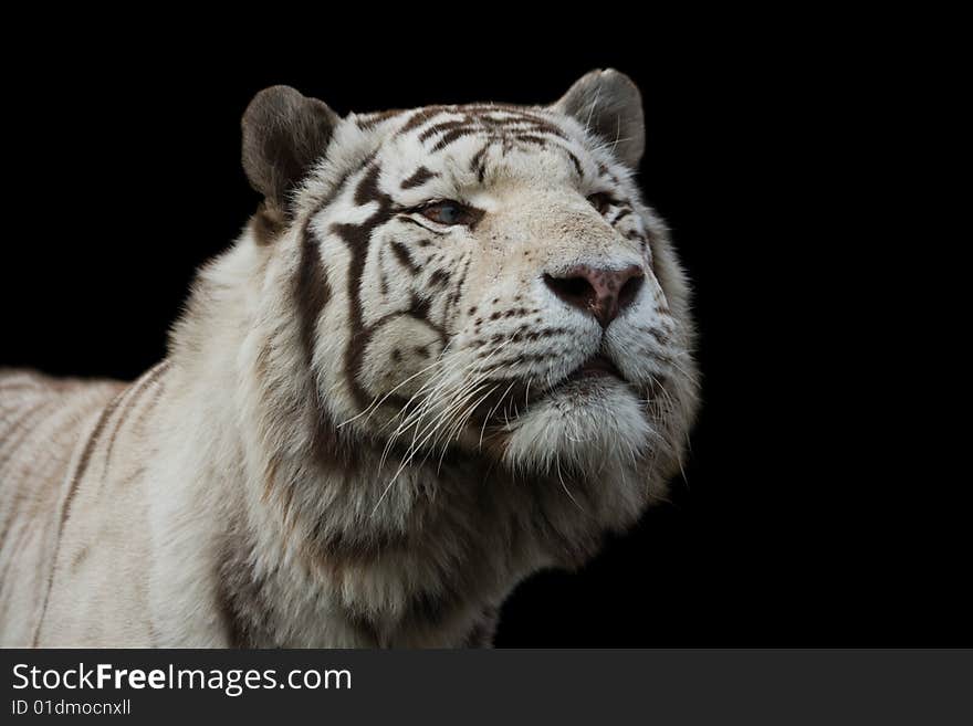 White tiger