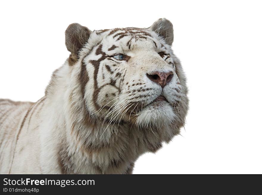 White tiger