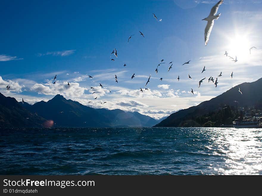 Seagulls flying in the blue sky. Seagulls flying in the blue sky