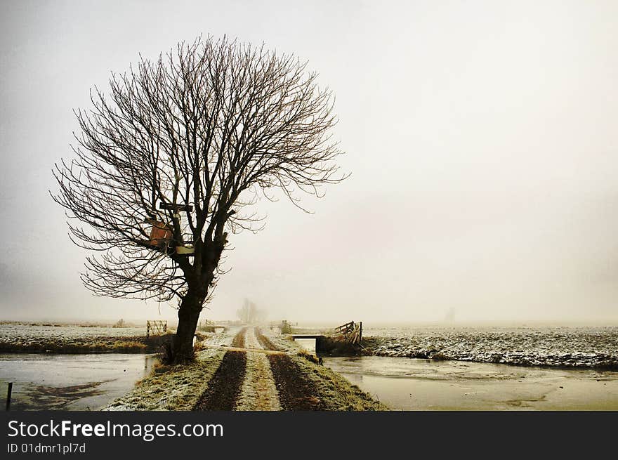 Winter tree in a foggy dutch landscape. Winter tree in a foggy dutch landscape