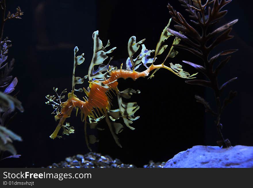 Exotic seadragon swimming in an aquarium