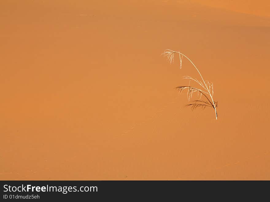 Lonely dry reed in the sand desert. Lonely dry reed in the sand desert