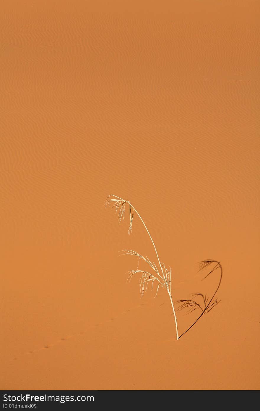 Lonely dry reed in the sand desert. Lonely dry reed in the sand desert