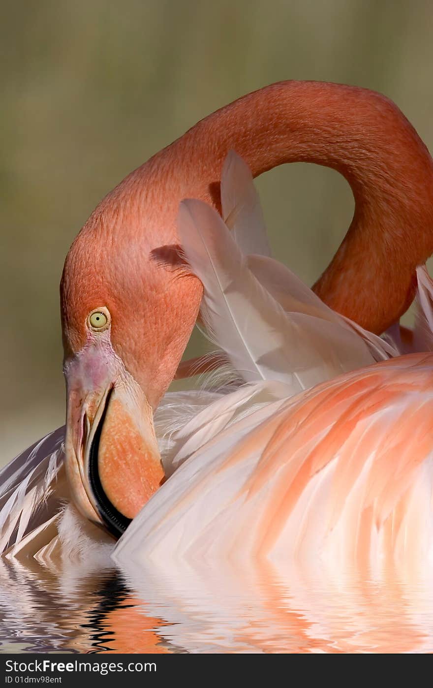 Orange flamingo portrait, resting with beautiful light