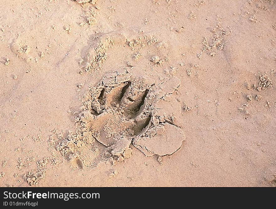 Printed animal trace on a sand near the sea