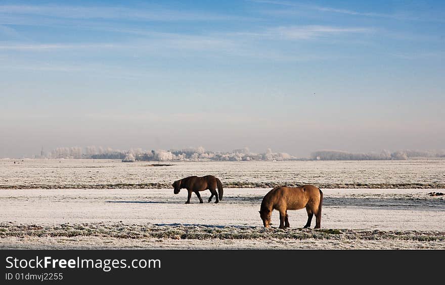 Horses In The Snow