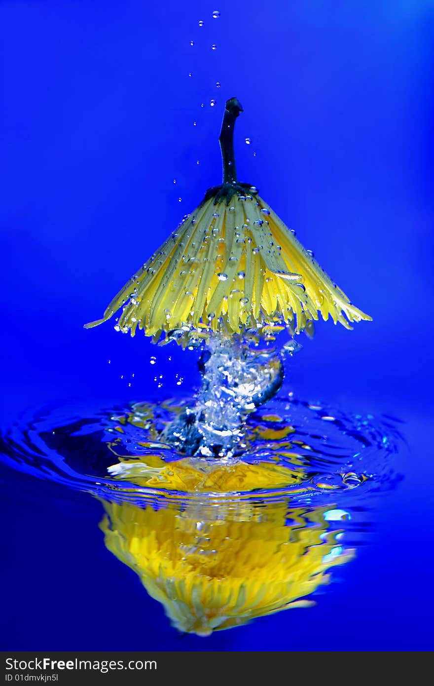 Yellow chrysanthemum in water