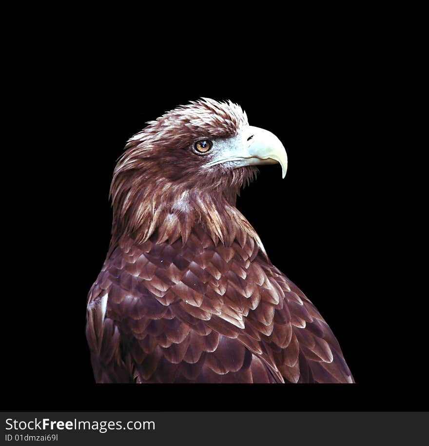 Eagle