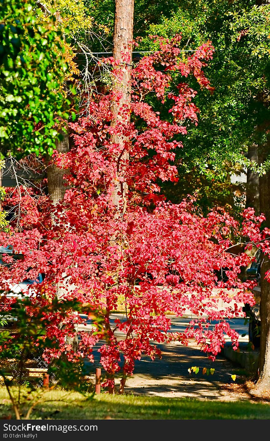 Vibrant red leaves looking beautifiul on a clear fall day. Vibrant red leaves looking beautifiul on a clear fall day