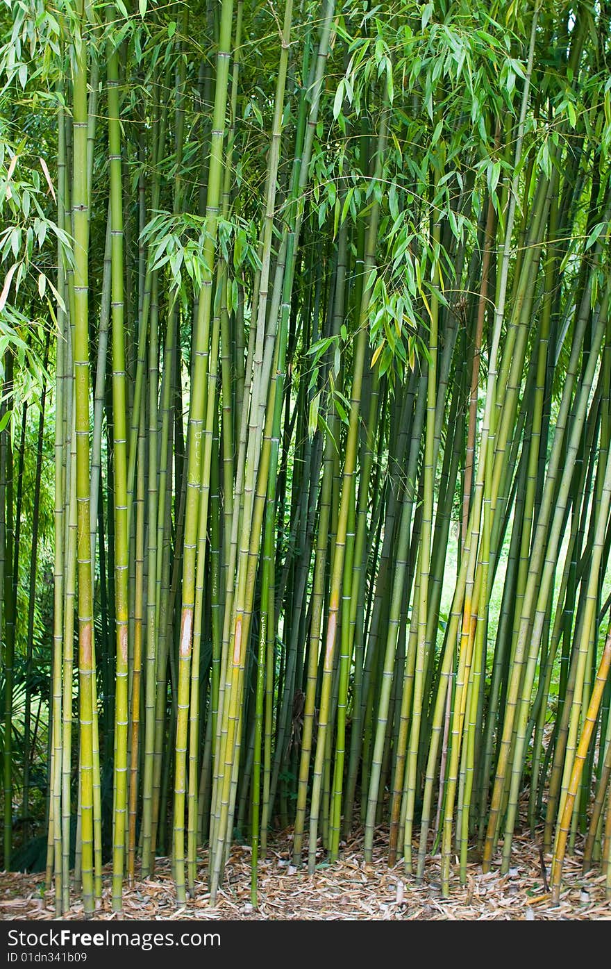 Bamboo thickets.