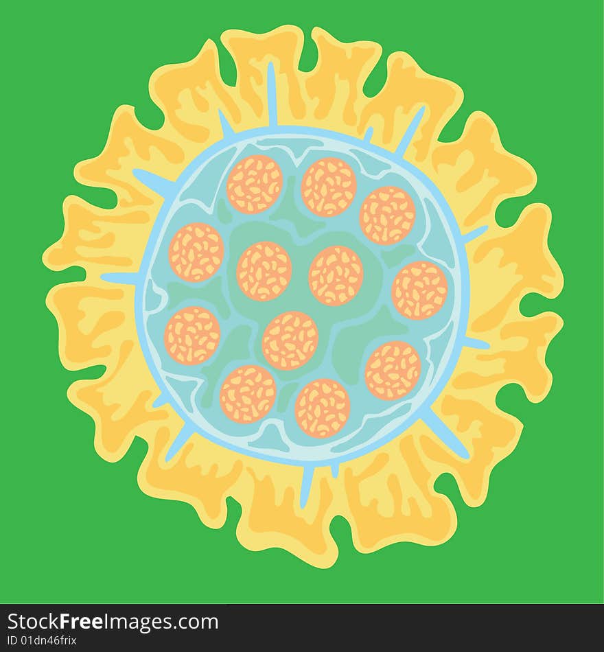 Vector scene of the sunflower on green background