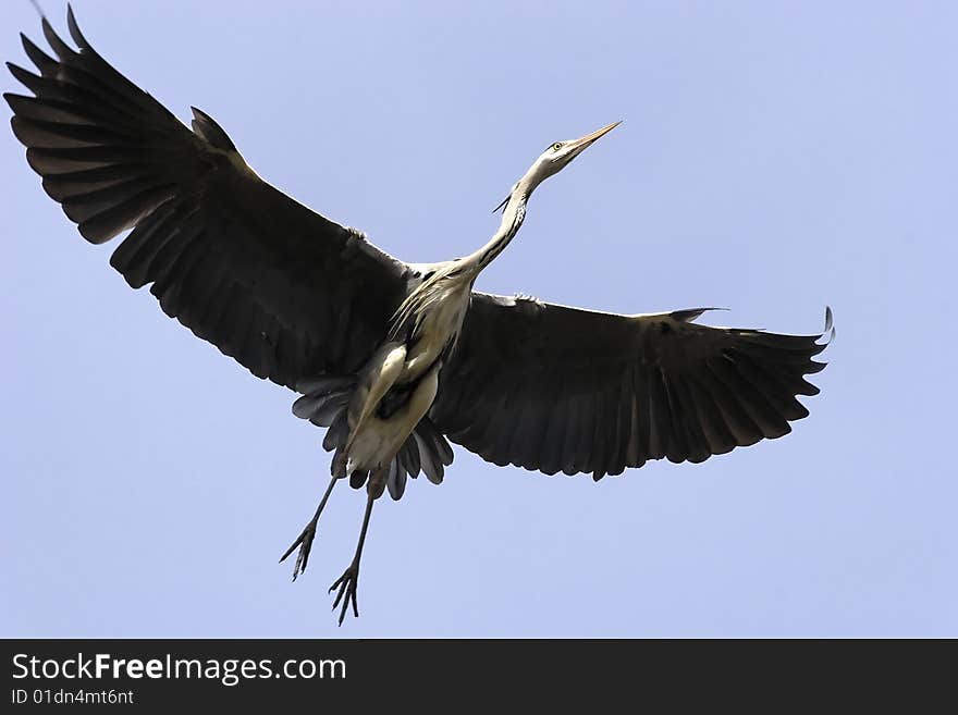 Photograph of the flying Heron