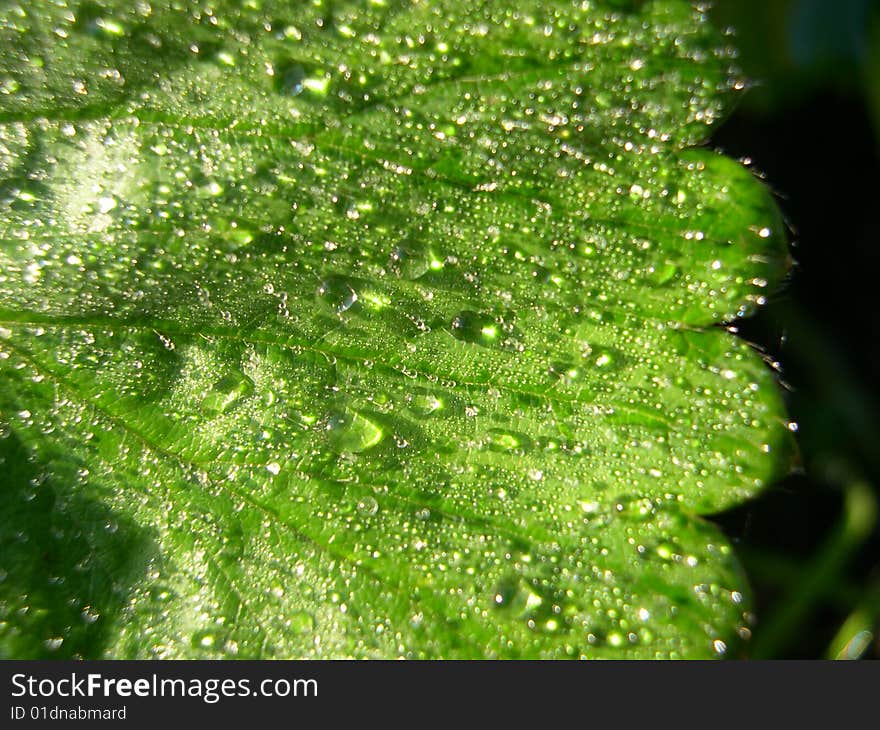 Leaf in dew, drops on the leaf