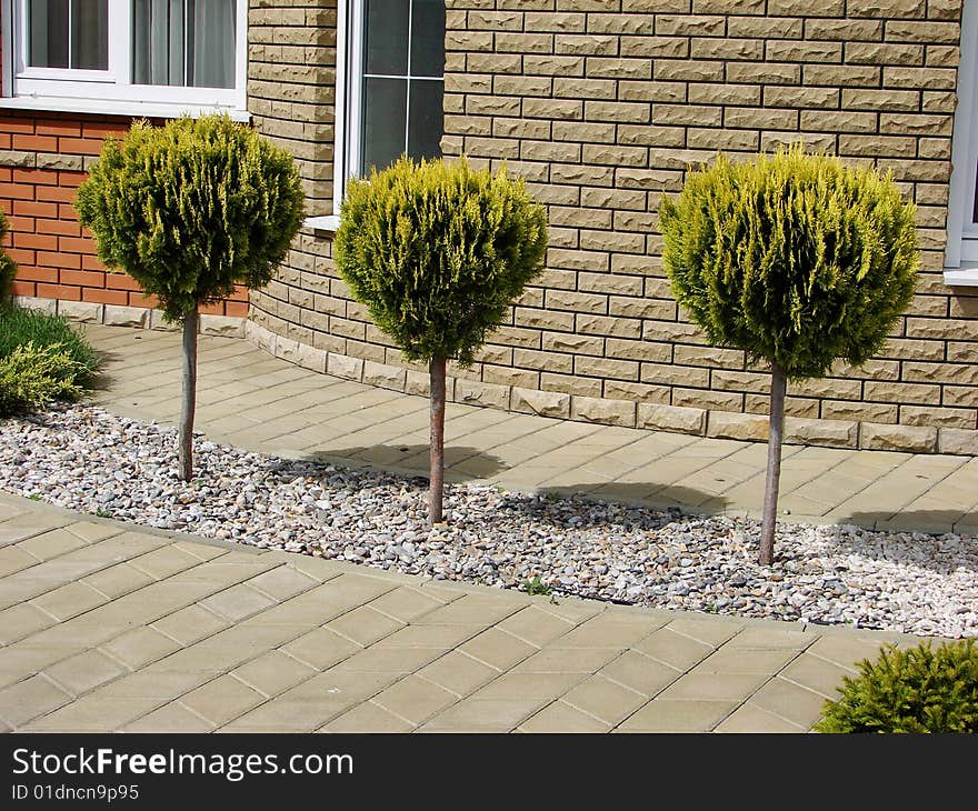 Three youths of tree near the wall of house