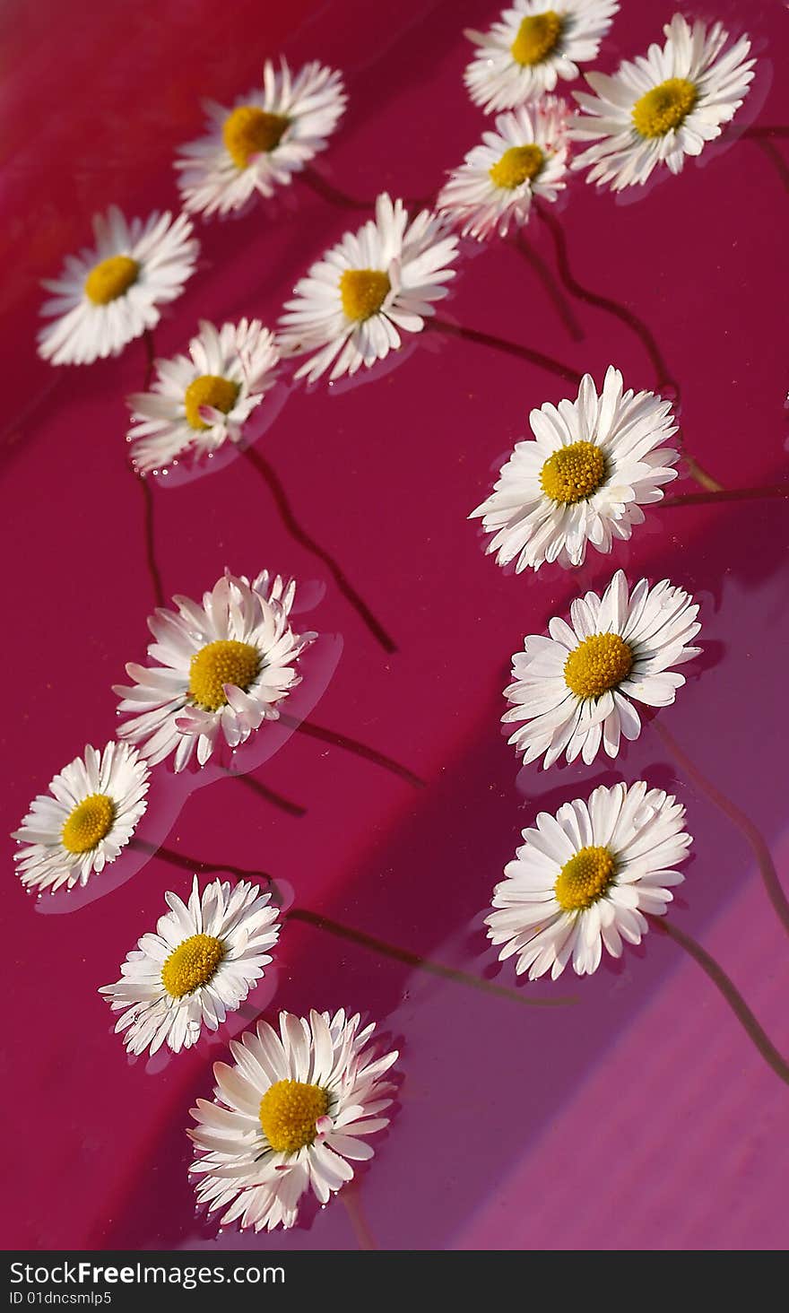 Many daisies in pink