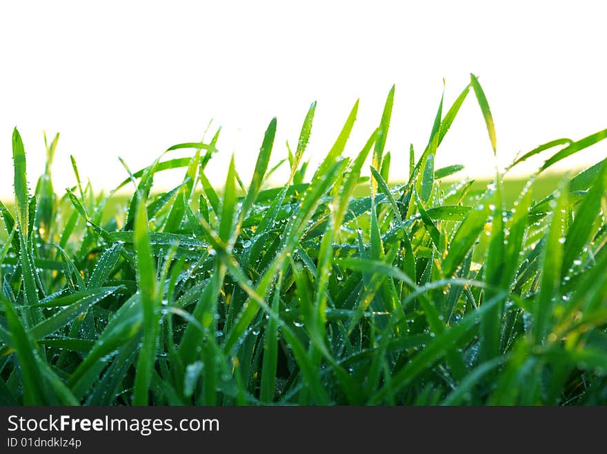 Beautiful green lawn isolated on white. Beautiful green lawn isolated on white