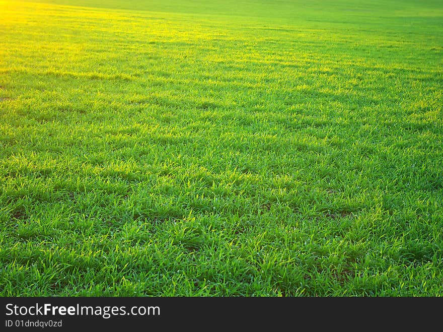 Background green lawn freshly mowed. Background green lawn freshly mowed