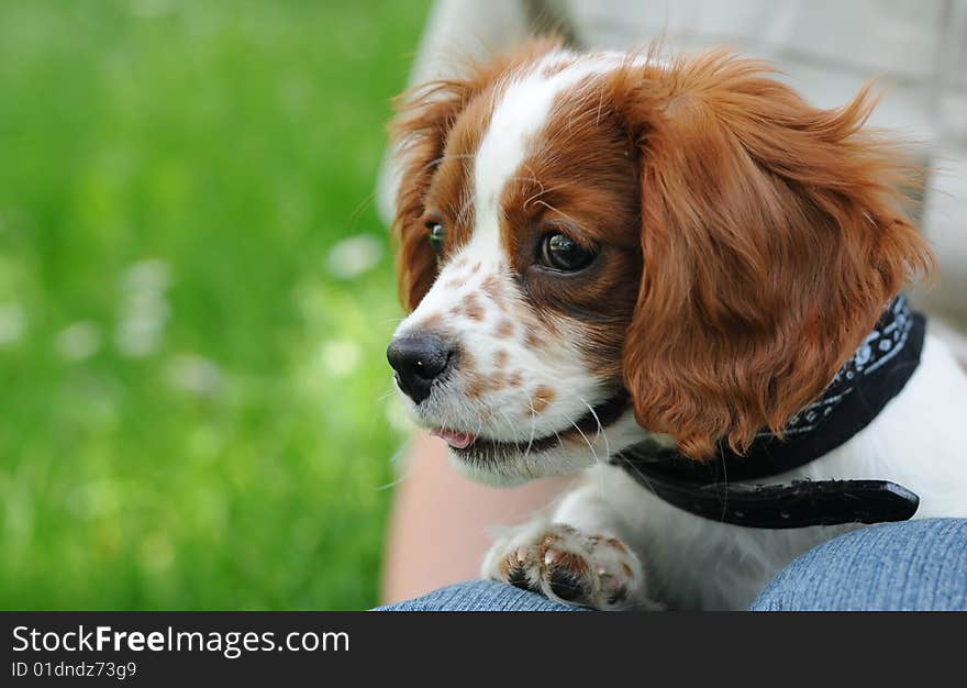 Arthur puppy of the cavalier king. Arthur puppy of the cavalier king