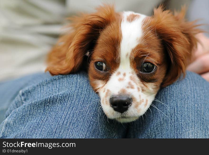 Arthur,puppy of cavalier king