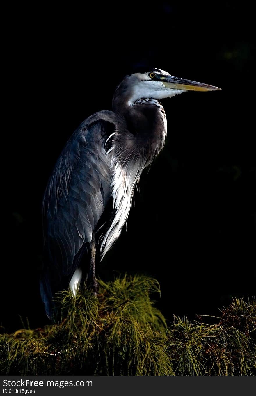 Great Blue Heron in Cypress tree.