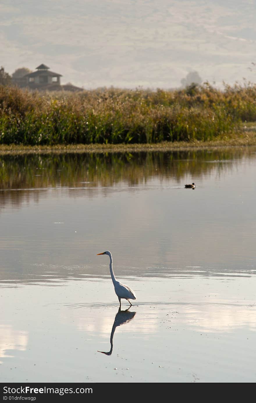 Bird Reflection