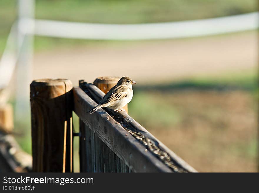 Small bird