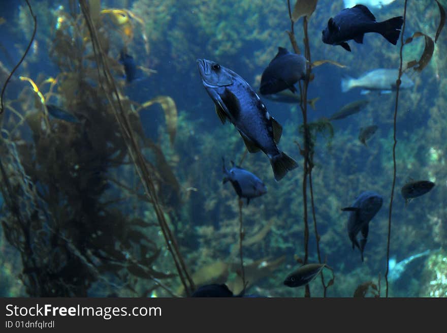 Undersea landscape with fish and seaweed