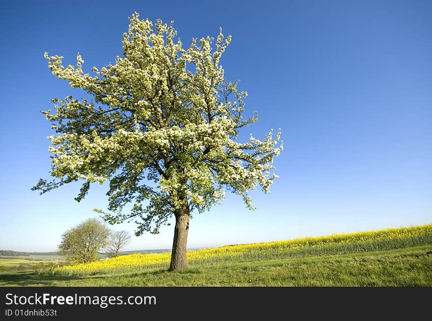 Tree in blossom