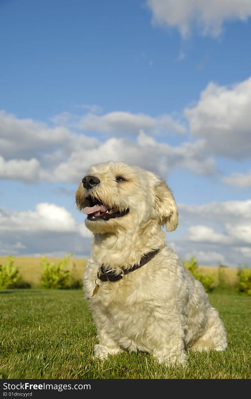 Bichon dog in garden with blue and cloudy sky in the background.