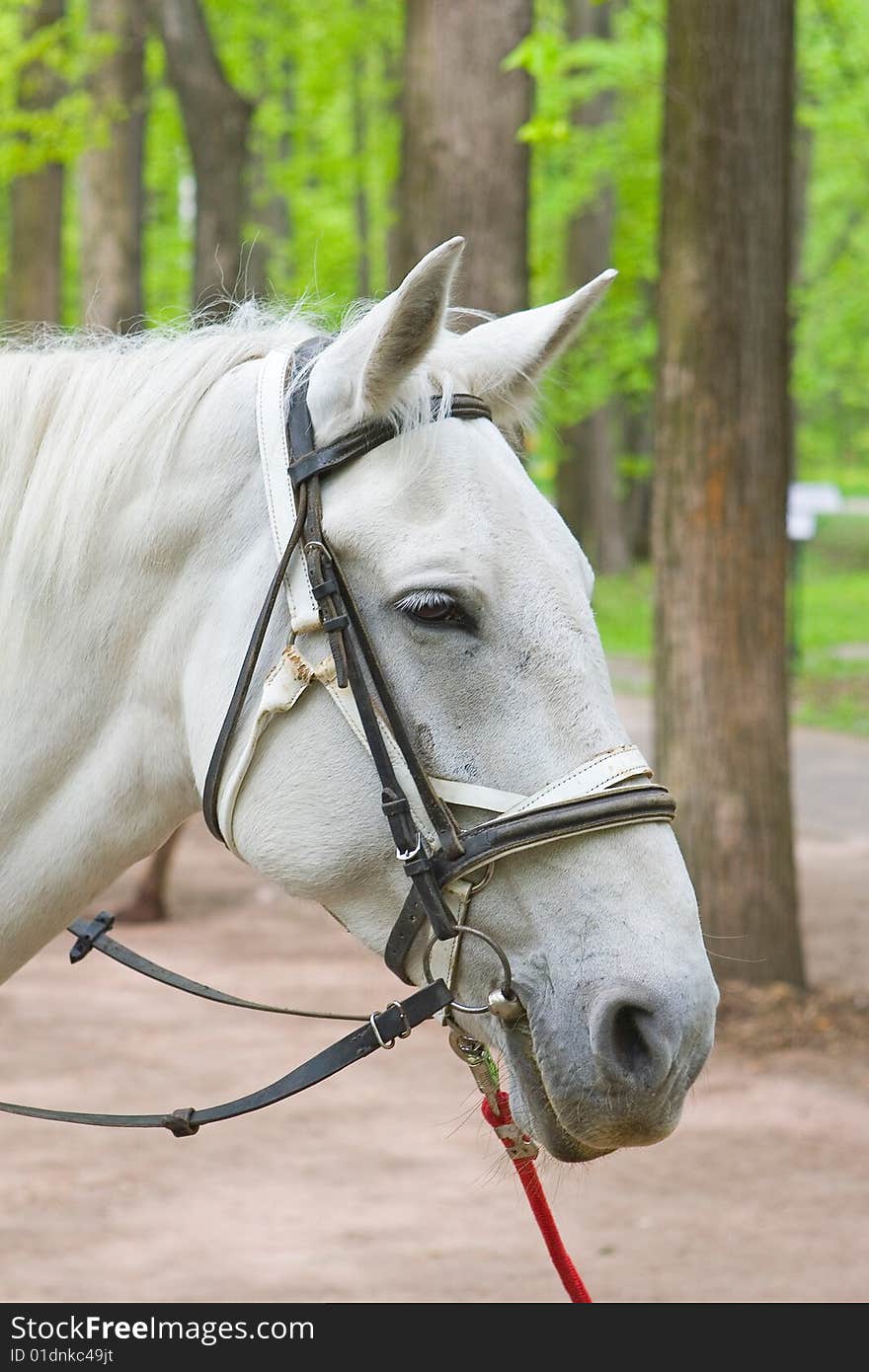 Harness white horse in park