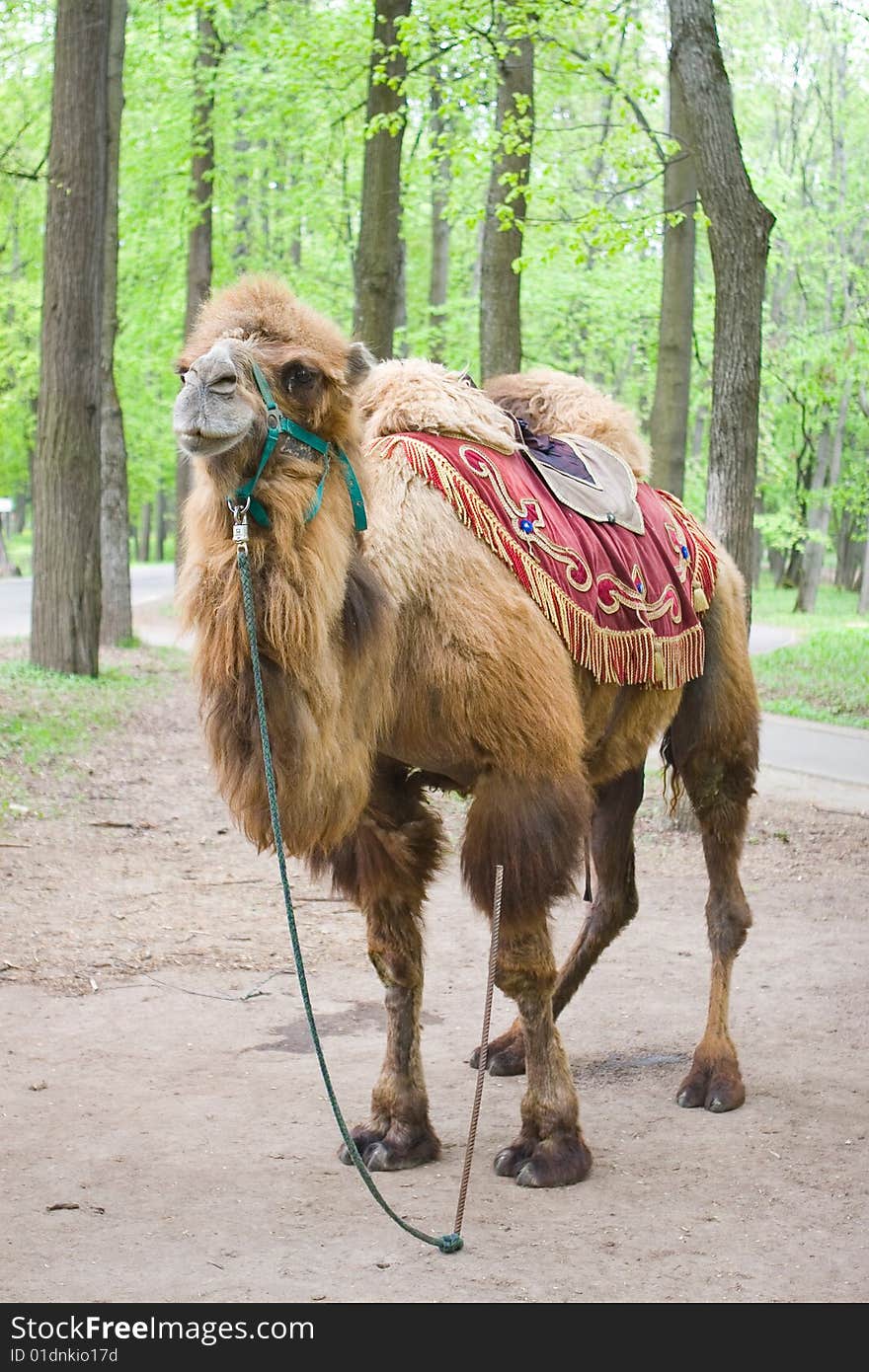 Harness camel for riding children in park