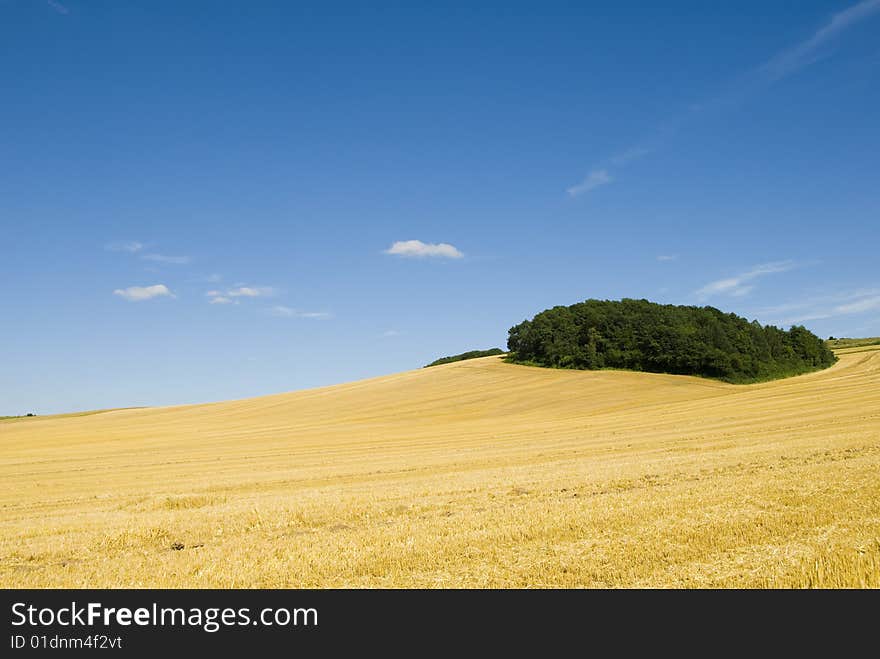 Summer Landscape