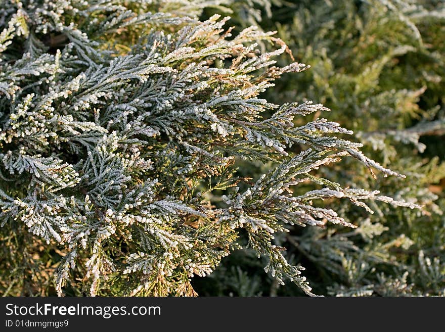 Thuja branches in hoar frost