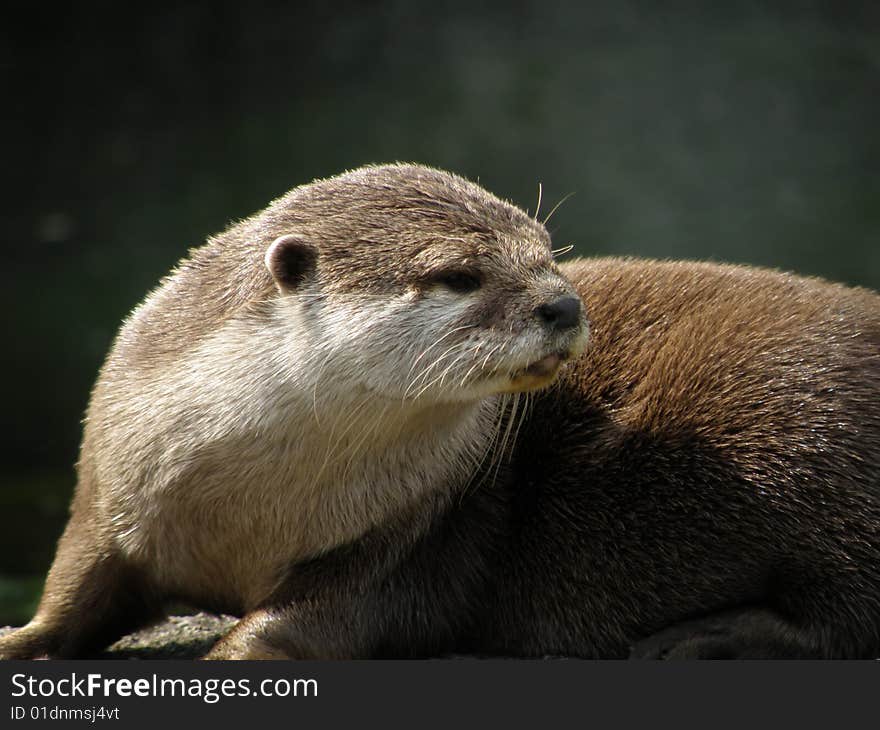 Asian Short Clawed Otter