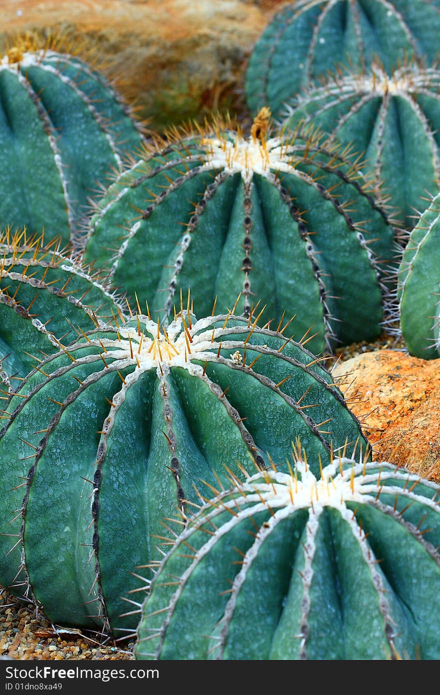 Cactus