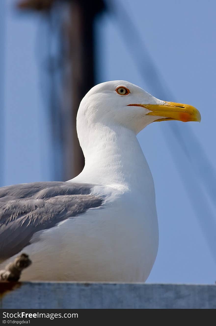 Sea gull stakes out photographer