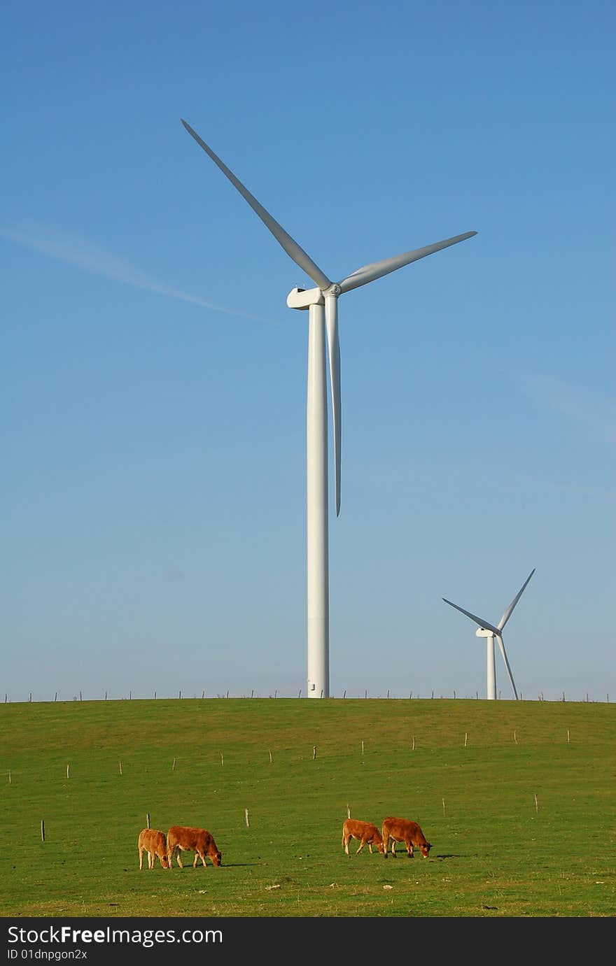 Wind turbines in a green field with cows