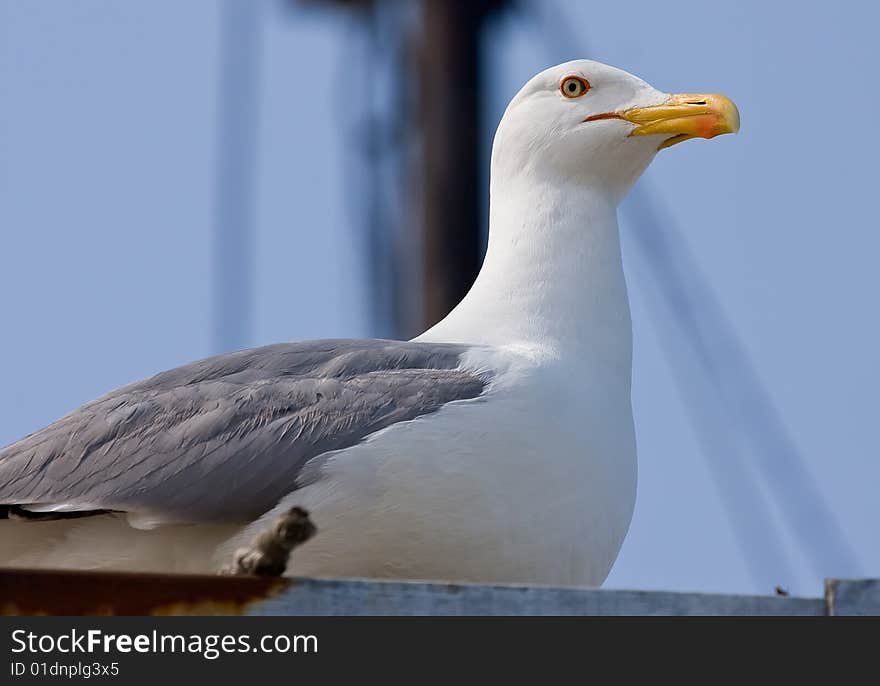 Sea gull stakes out photographer