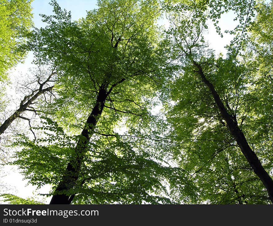 Forest green. Springtime in a Danish forest � Light green beech leafs all over.