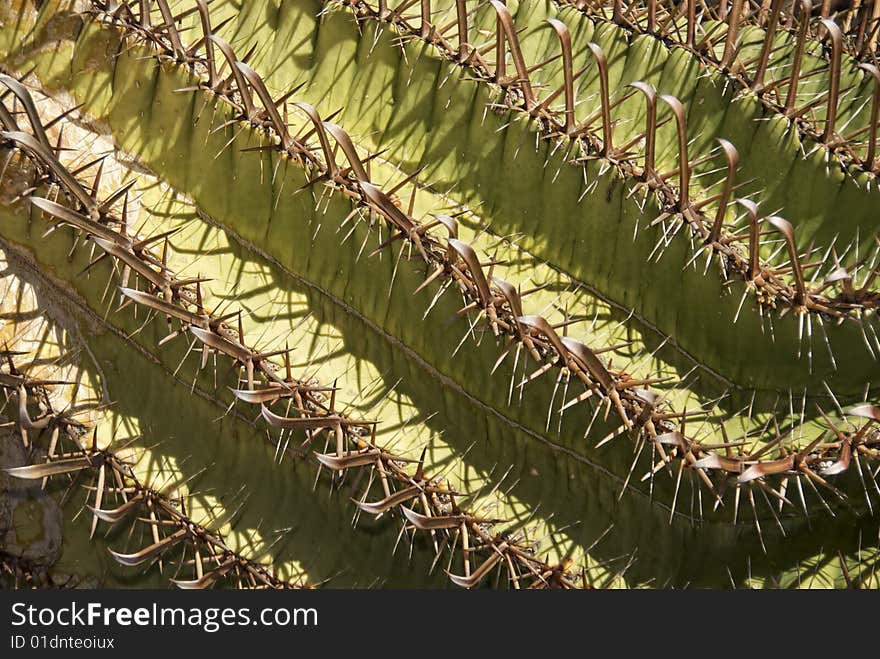 Close up view of cactus and detail of spike