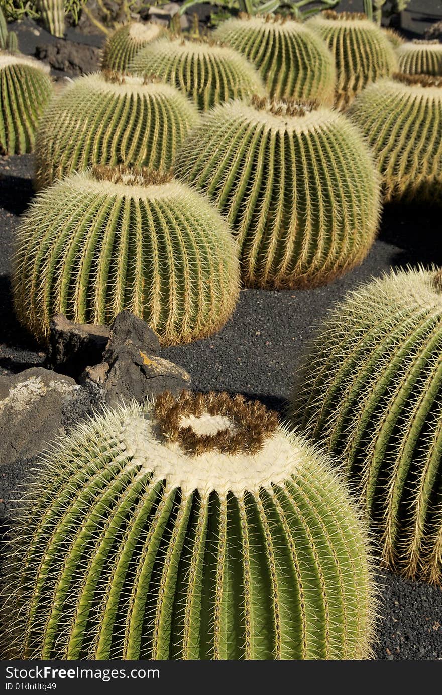 View of big and beautiful cacti. View of big and beautiful cacti