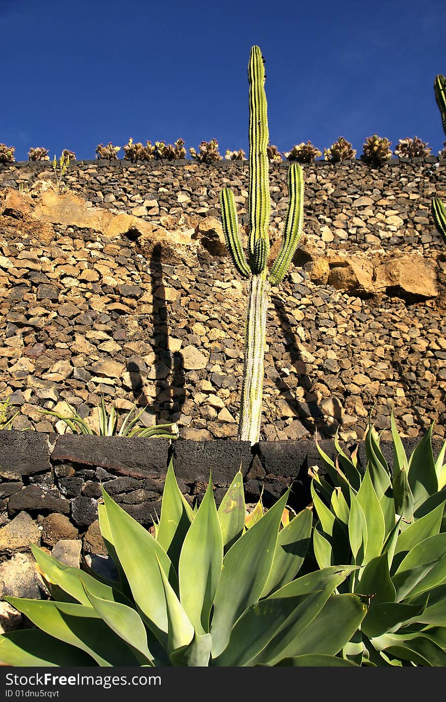 View of big and beautiful cacti. View of big and beautiful cacti