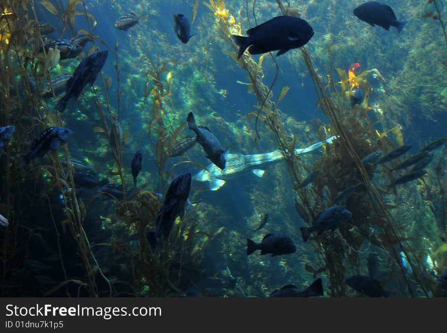 Undersea landscape with fish and seaweed