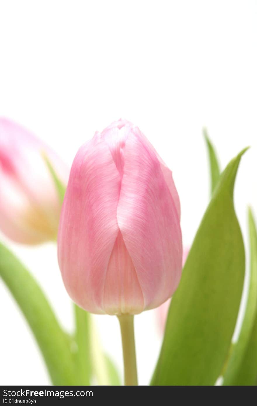 Border of pink tulips on white background