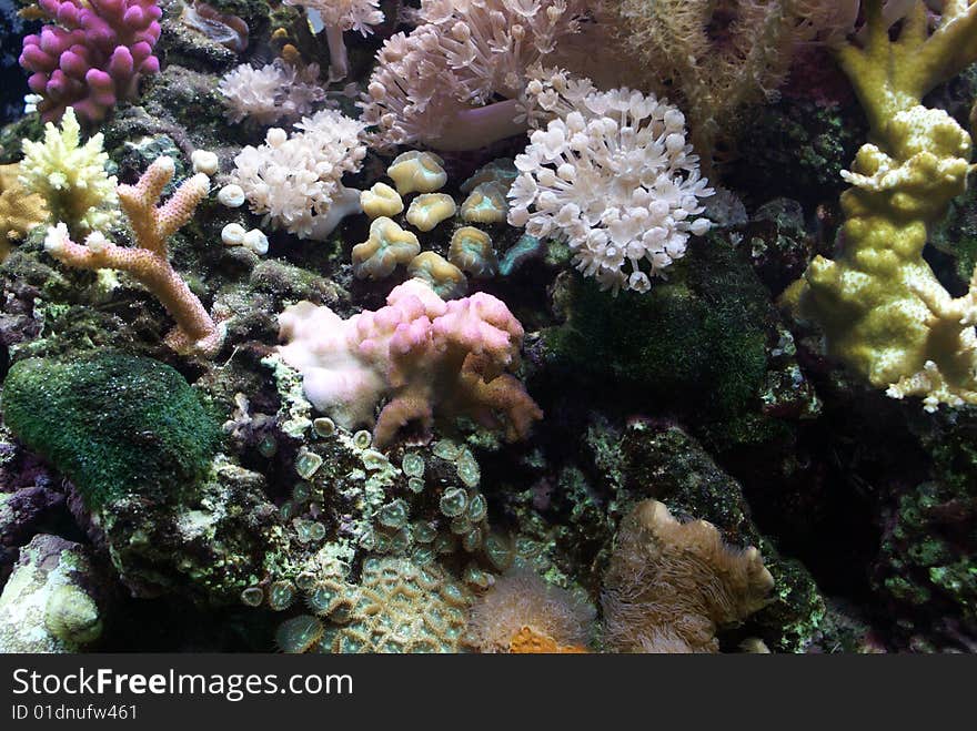 Close up of coral in an aquarium