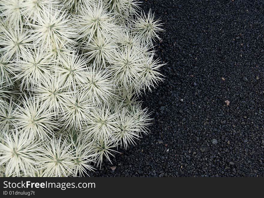 View of big and beautiful cacti. View of big and beautiful cacti