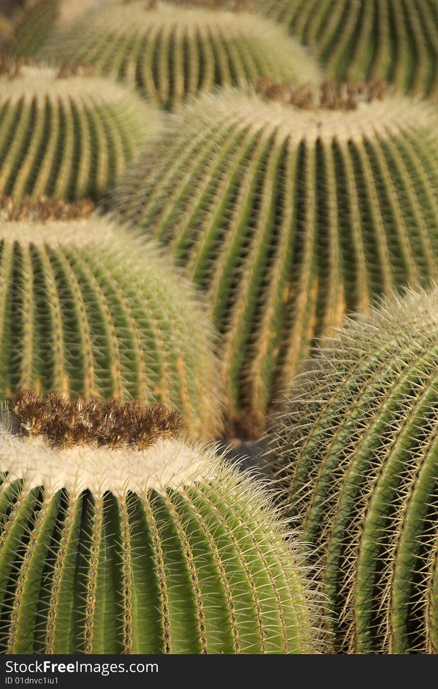 View of big and beautiful cacti. View of big and beautiful cacti