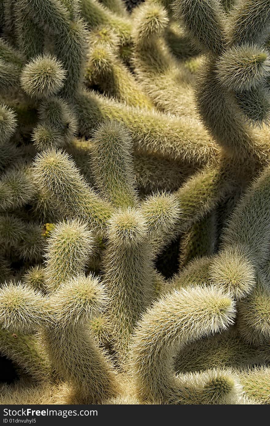 View of big and beautiful cacti. View of big and beautiful cacti