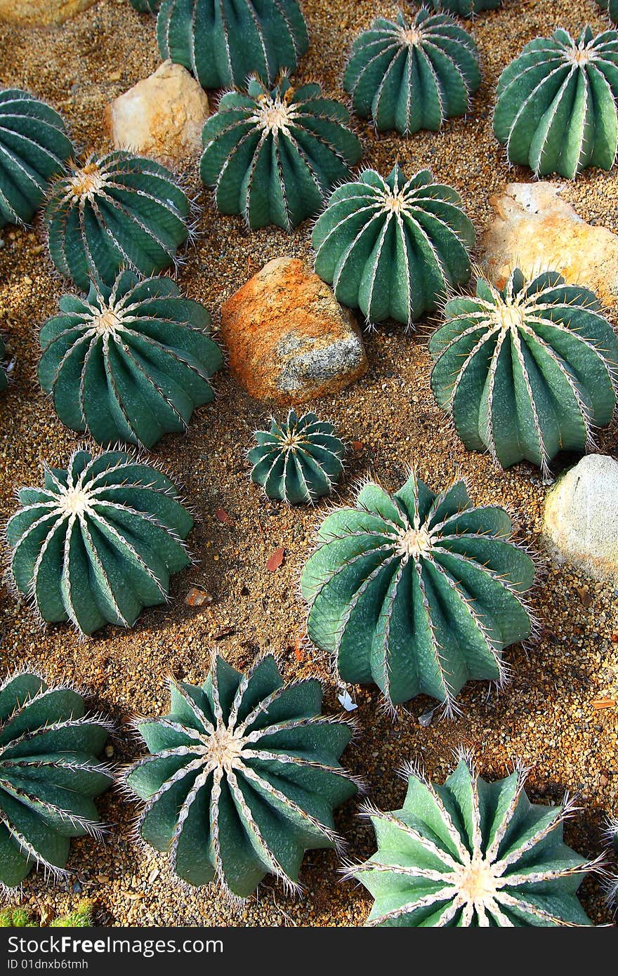 Cactus