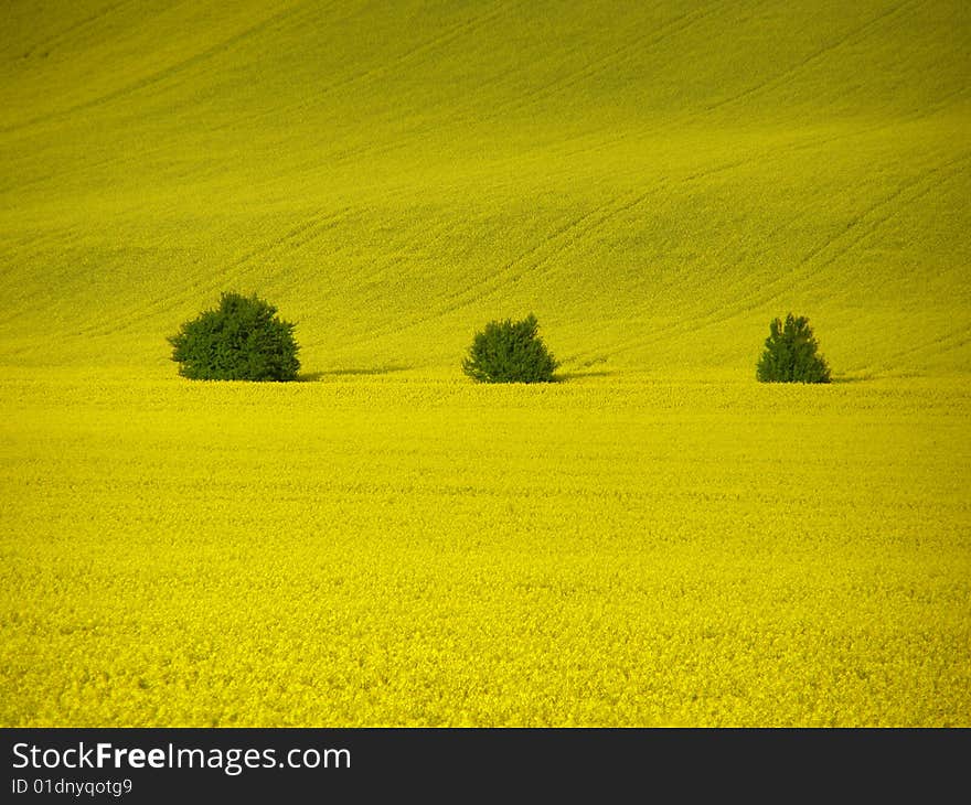 Swedish turnip and 3 trees